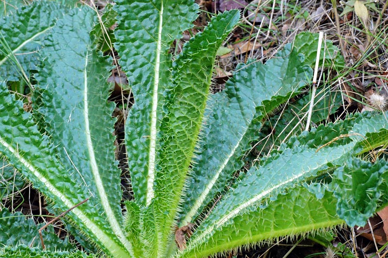 Dipsacus valsecchii / Scardaccione di Valsecchi